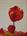 tn_Tulipano rosso  70x90